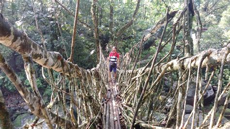 Double-Decker Root Bridge - The Subtle Art Of Nature