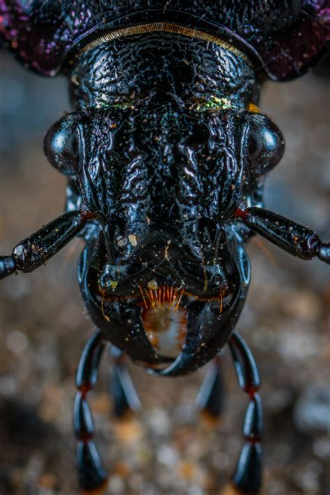 Palo Verde Beetles in Arizona | Animals, Insect photography, Vertebrates