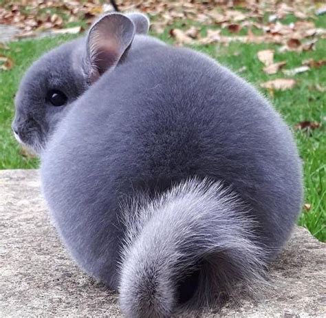 Chinchilla butt!http://bit.ly/2SQByS9 | Chinchilla cute, Chinchilla pet ...