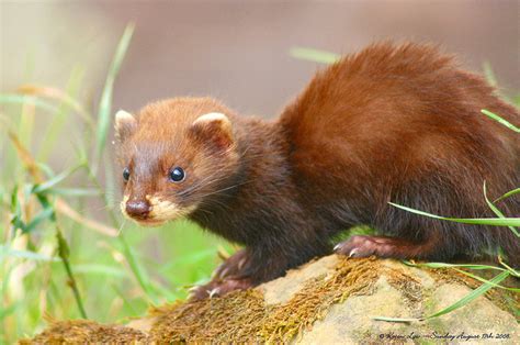 The Water Vole - Back from the Brink | The Ark In Space