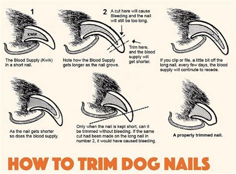 How to clip dog nails: All the DOs and DON'Ts - Golden Retriever Club