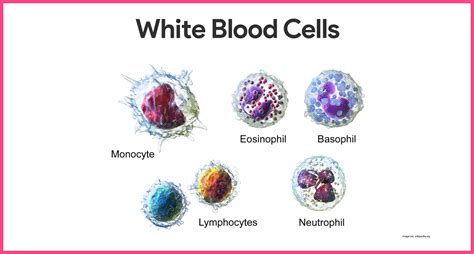 Free photo: White Blood Cells - Blood, Body, Cell - Free Download - Jooinn