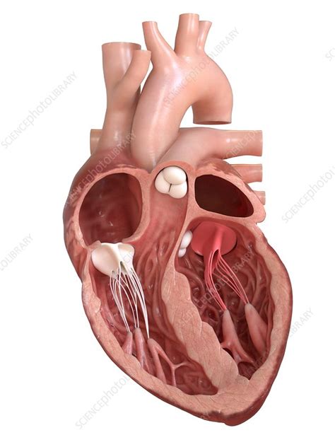 Human heart valves, cross section illustration - Stock Image - F020 ...