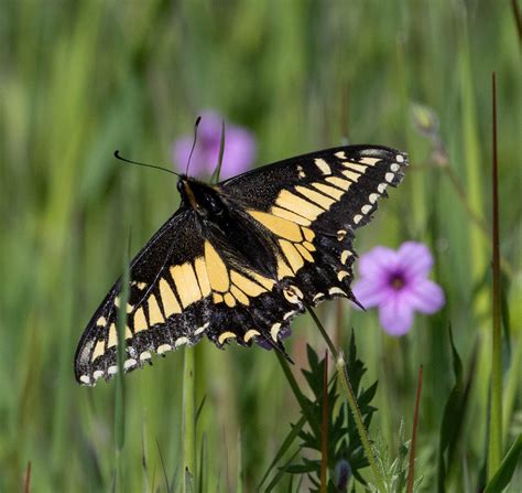 Anise Swallowtail | Native Here Nursery