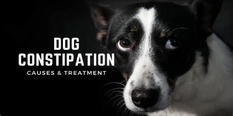 Dog Constipation: Causes & Treatment