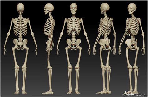 Human Skeleton Study by Meletis on DeviantArt