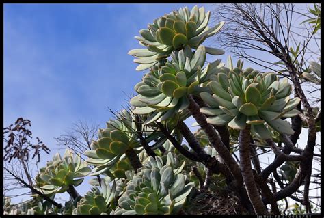 flora of the canary islands - brooklandsplants