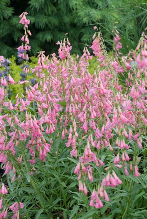 Penstemon barbatus 'Coccineus' | Elfin Pink | Green Barn Garden Center