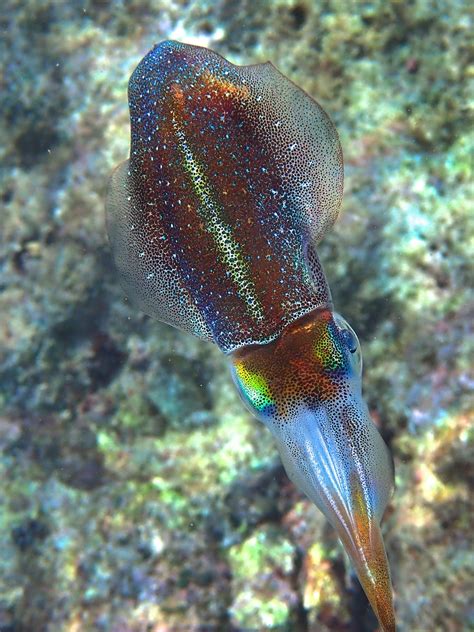 Caribbean reef squid | About Sepioteuthis sepioidea - Snorkel Things