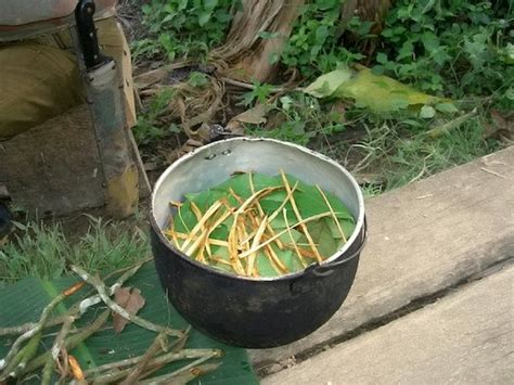 Psychedelic ayahuasca tea may hold key to treating Alzheimer's ...