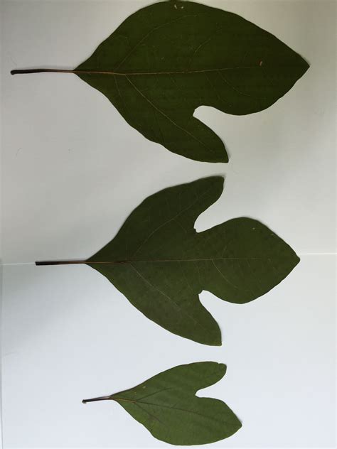 Sassafras - Leaf | Plant leaves, Leaves, Plants