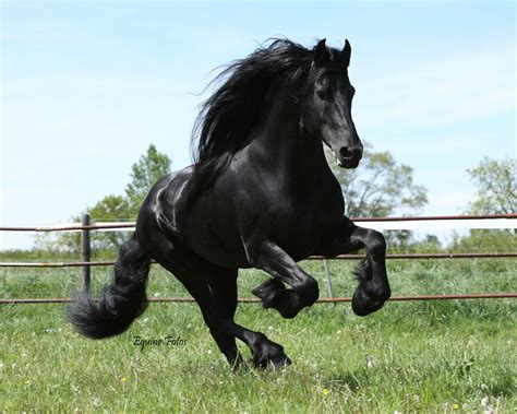 Equine Fotos | Pferde tapete, Schöne pferde, Friesisch