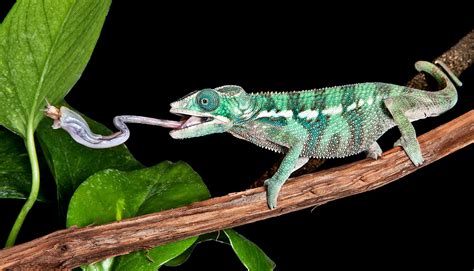 Chameleons' weird speedy tongues inspire faster soft robots - Futurity