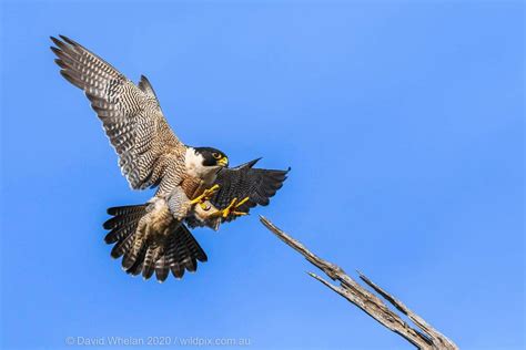 Peregrine Falcon Hunting Technique