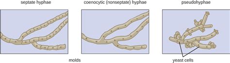 Fungi · Microbiology