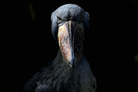 Imgur | Shoebill, Shoebill bird, Ueno zoo