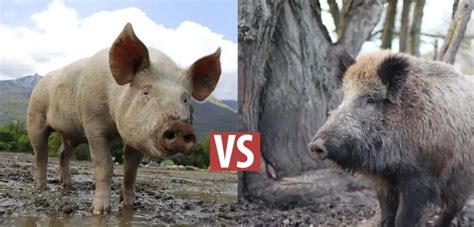 Wildschweine und Schweine - Wie unterscheiden sie sich? : Jagdherz