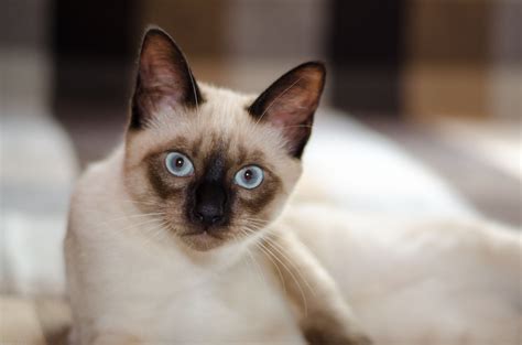 Siamese cat HD wallpaper | Wallpaper Flare