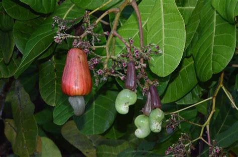 Anacardium occidentale (Anacardiaceae) image 88821 at PhytoImages.siu.edu