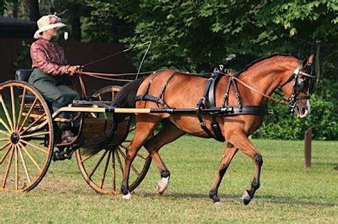 29++ Pictures of horses pulling carts info | smallhorsestabledesigns