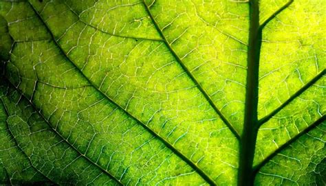 Premium Photo | Close up of leaf texture