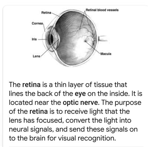 what is tha function of retina in human eye - Brainly.in