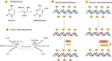 a DNA methyltransferases (DNMTs) add methyl group on CpG islands of ...