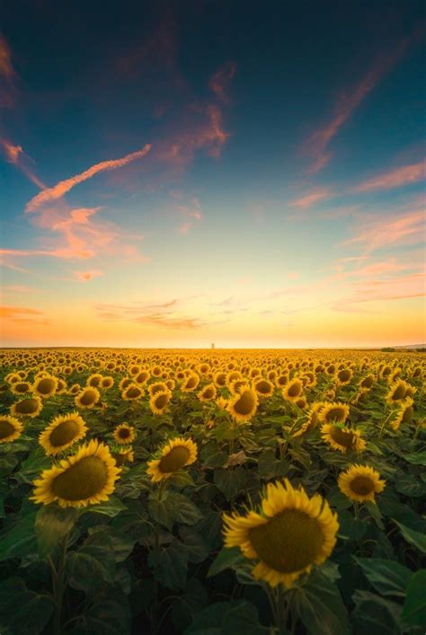 Sunflowers at sunset. AndyTroy.nl | Landscape pictures, Landscape ...