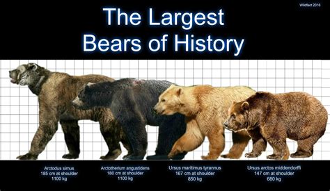 Extinct Animal of the Week: The Biggest Bear