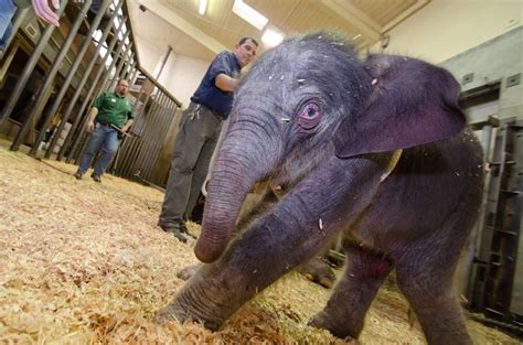 Elephant birth details: from the clinical to the adorable at the Oregon ...