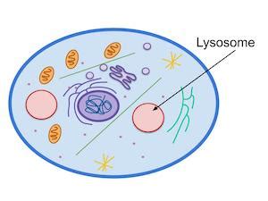 What do lysosome do