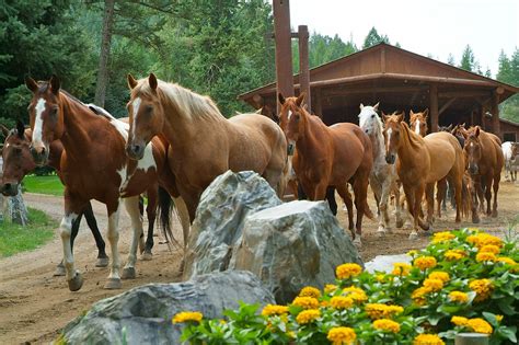 Montana Guest Ranches Make the Perfect Corporate Incentive Vacation ...