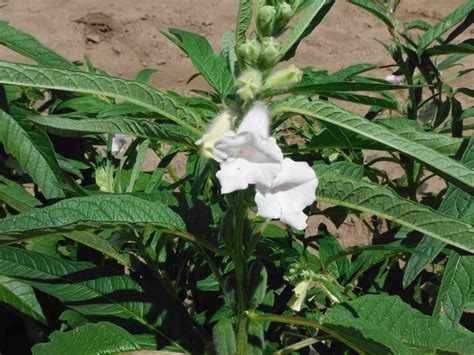 a white flower in the middle of some green plants and dirt area with ...