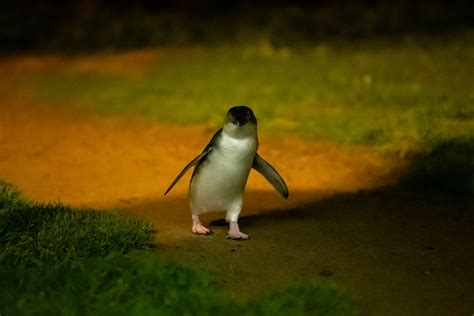 Phillip Island penguin numbers reach new record amid recurring La Niña ...