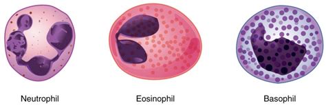 Leukocytes and Platelets | Anatomy and Physiology II