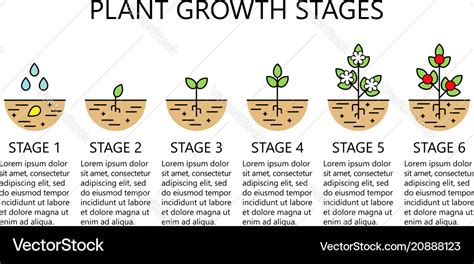 Stages Of Plant Growth Diagram