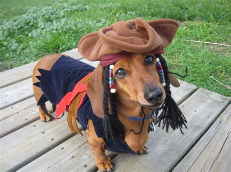 Top 10 Halloween Costumes For Wiener Dogs [GALLERY | Dachshund ...