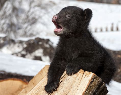 Black bear cub on log - BearWise