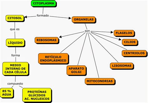 Mapa Conceptual Sobre La Celula Citoplasma Biologia Celular Images My ...