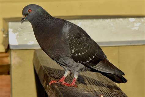 Rock Pigeon