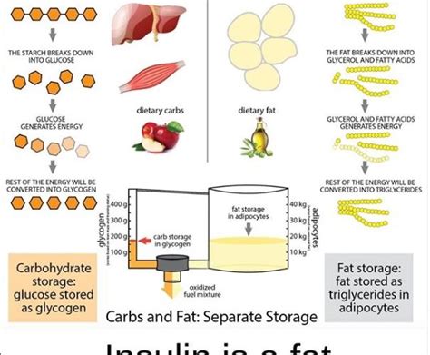 Insulin is a Fat Storage Hormone | Reversing Diabetes | Blog