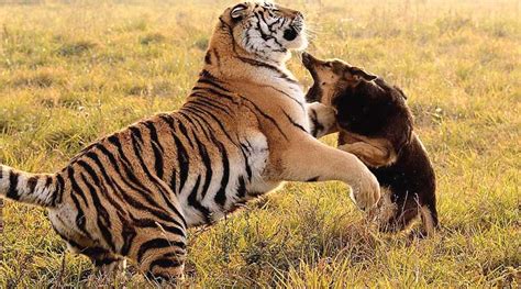 Dog takes on tiger near Dudhwa, sacrifices itself for master | Sangbad ...