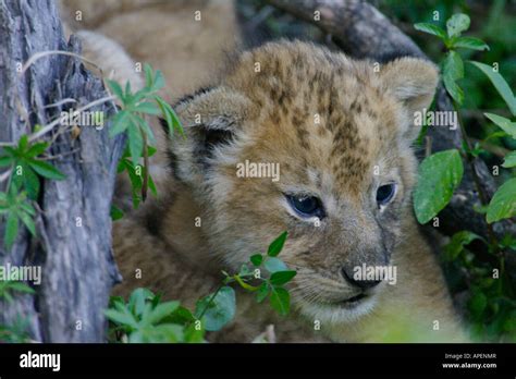 African Lion Cub Stock Photo - Alamy