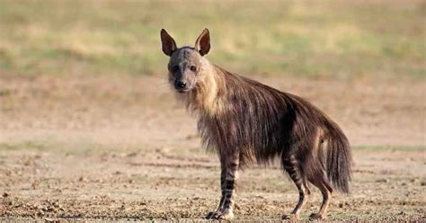 Hyena Behavior - AnimalBehaviorCorner