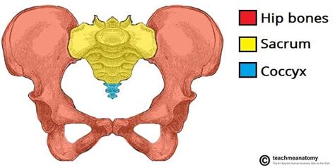 Pelvic Bone Diagram Labeled