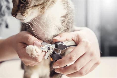 How To Trim Your Cat's Claws - Including Photos - Cat-World