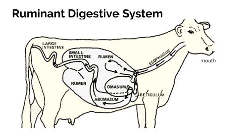 Digestive System Of Cow Ppt - All About Cow Photos