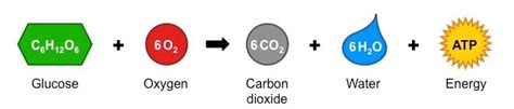 Looking Good Cellular Respiration Unbalanced Equation Chemical ...