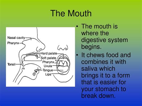 PPT - THE DIGESTIVE SYSTEM Structure and Function PowerPoint ...