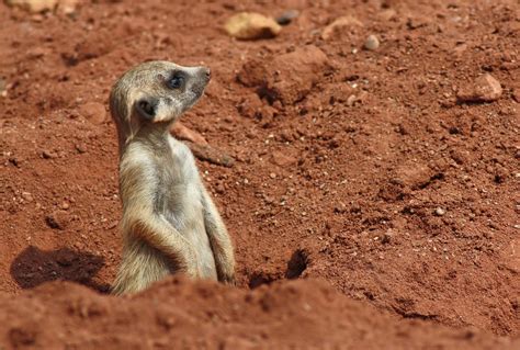 Meerkat Manor 3 Free Photo Download | FreeImages